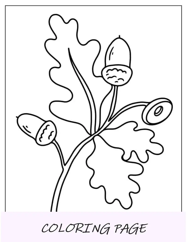 Contorno simple de hoja de roble con bellotas