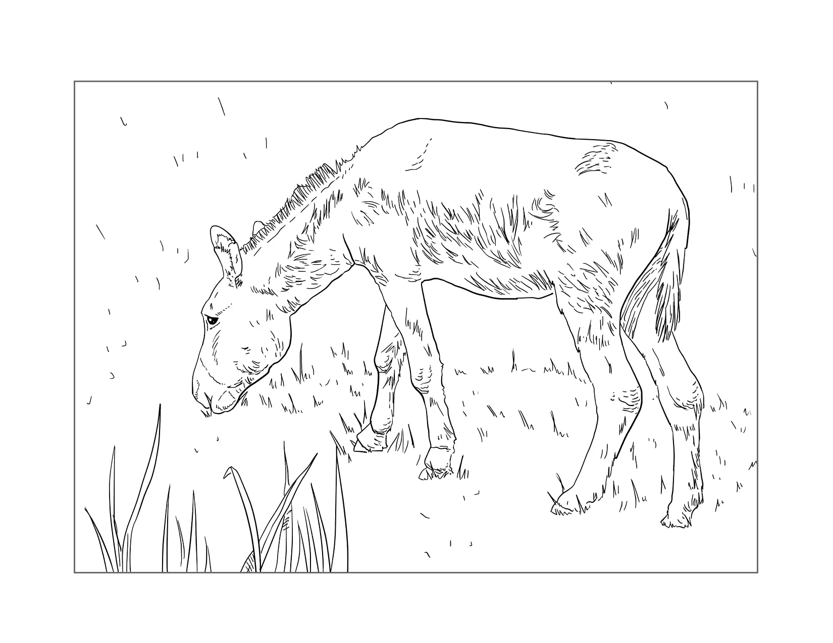 Baby Donkey Eating Grass Coloring Page