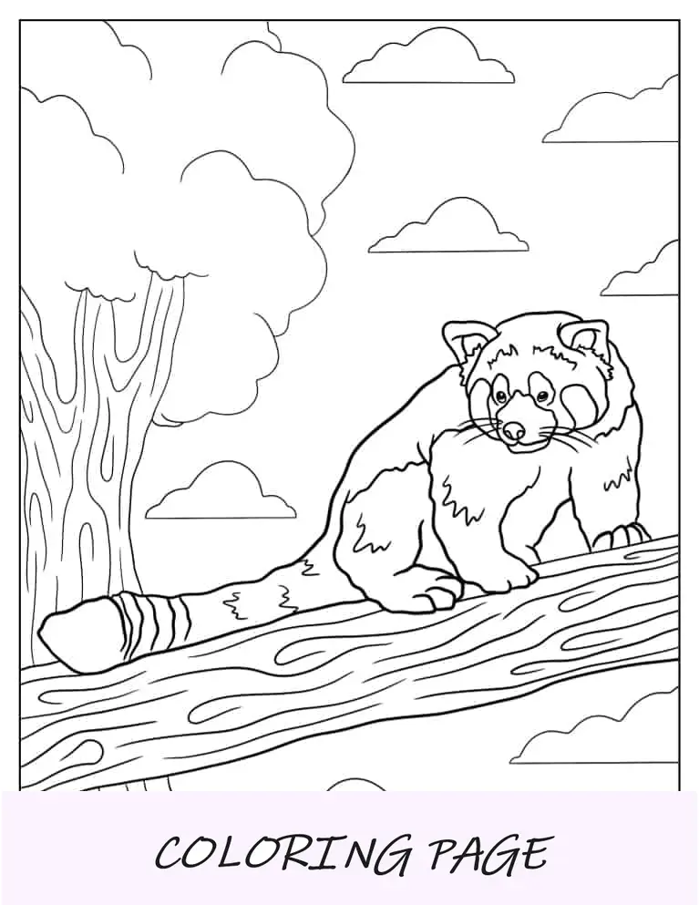 Pagina da colorare realistica del viso di panda rosso