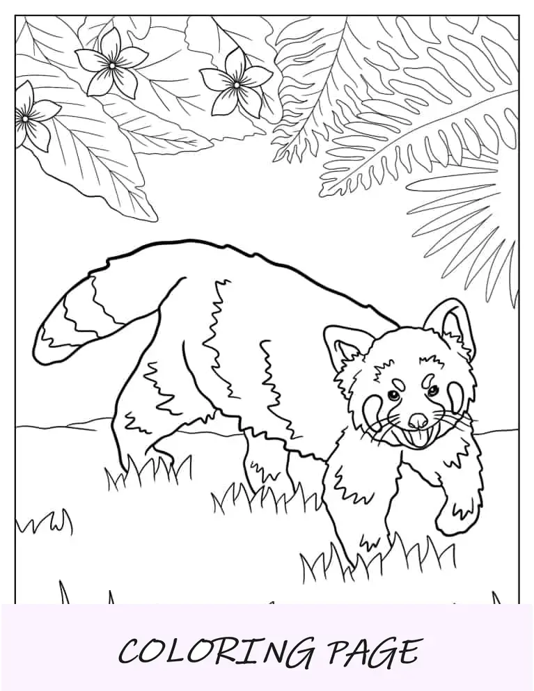 Panda Rosso Seduto Nell'albero Da Colorare