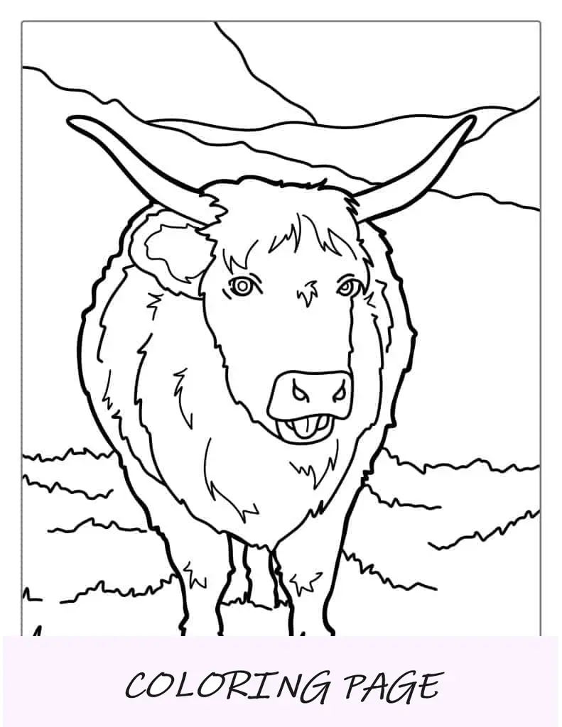 Folha para colorir Shaggy Highland Bull