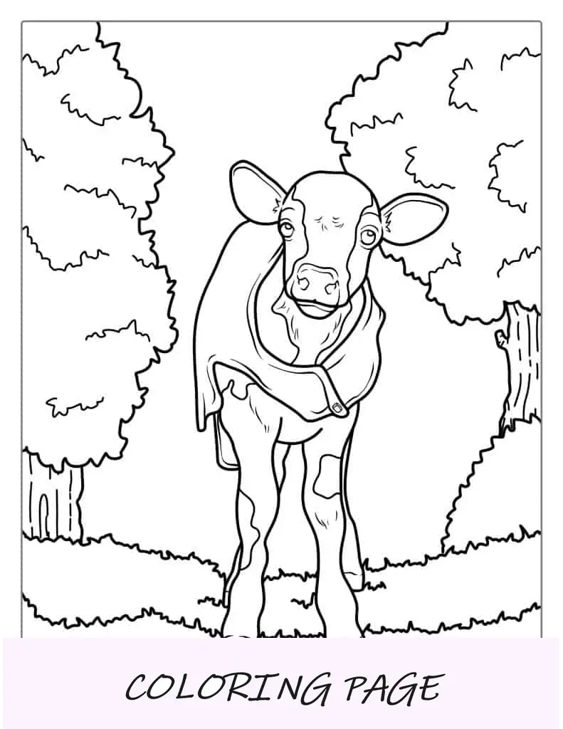 Vaca bebê fofa vestindo uma jaqueta para colorir