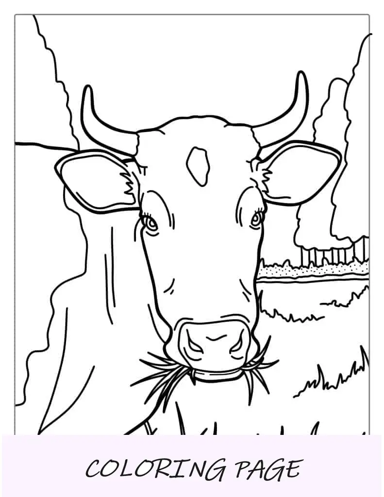 Página para colorir de vaca com chifres comendo feno