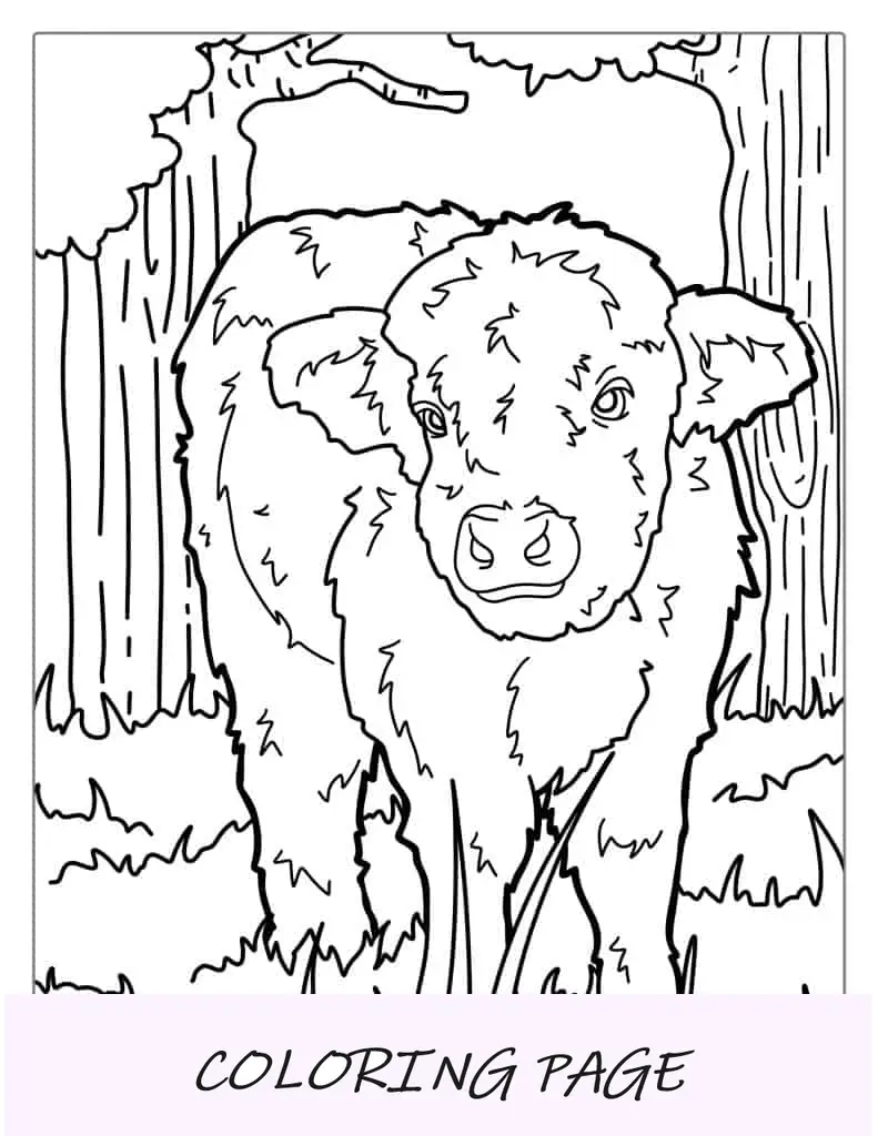 Página para colorir de vaca das montanhas do bebê para crianças
