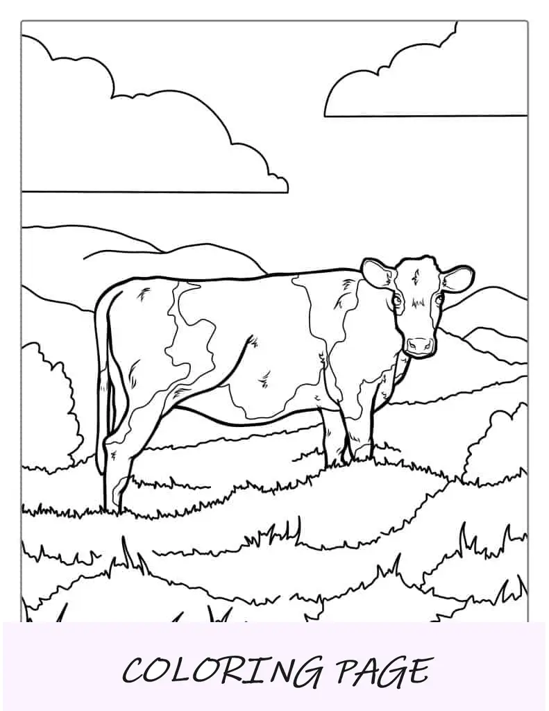 Vaca suíça marrom em pé no campo