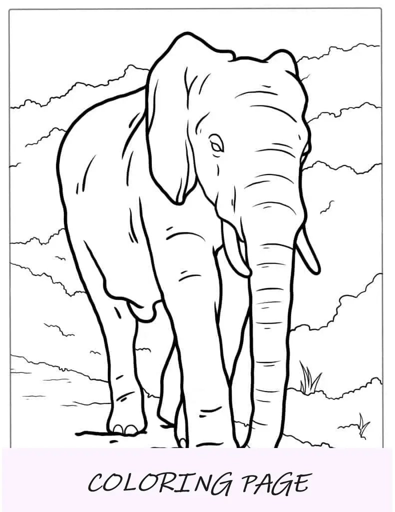 Grande elefante com presas andando