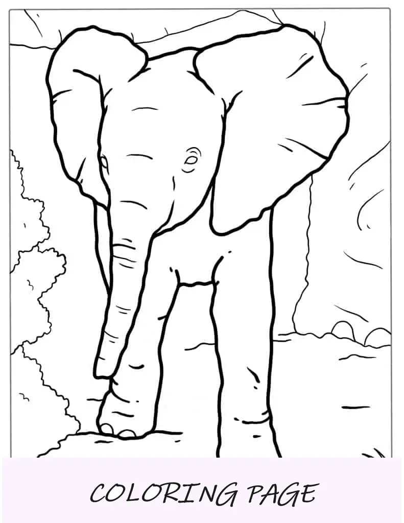 Bebê elefante aprendendo a andar