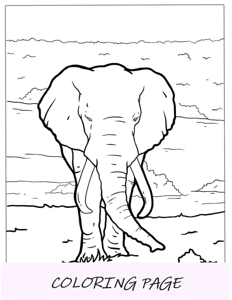 Elefante africano caminhando nas planícies