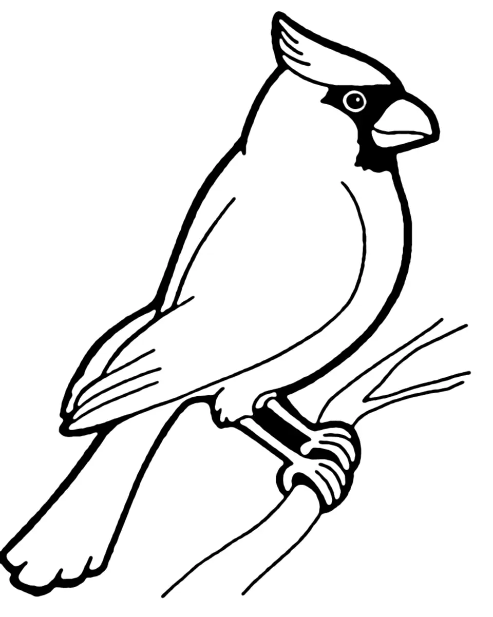 Cardinal Coloring Pages