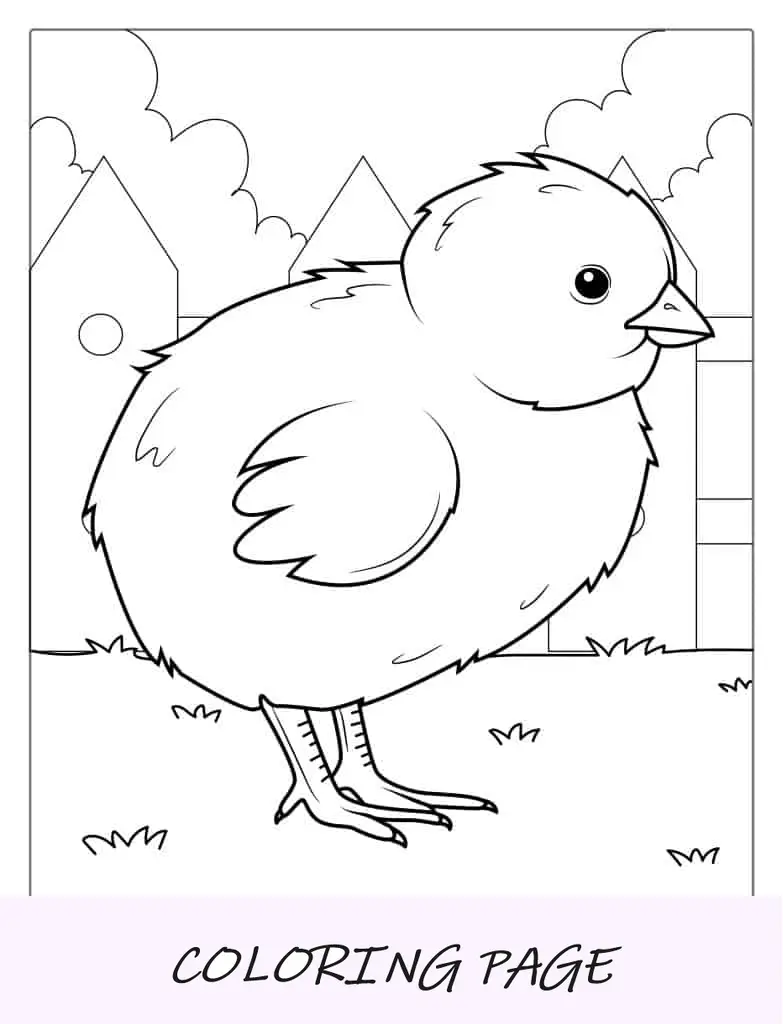 Hoja para colorear de pollito realista