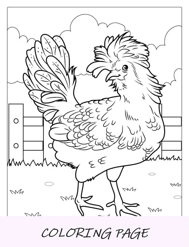 Página detallada para colorear de pollo