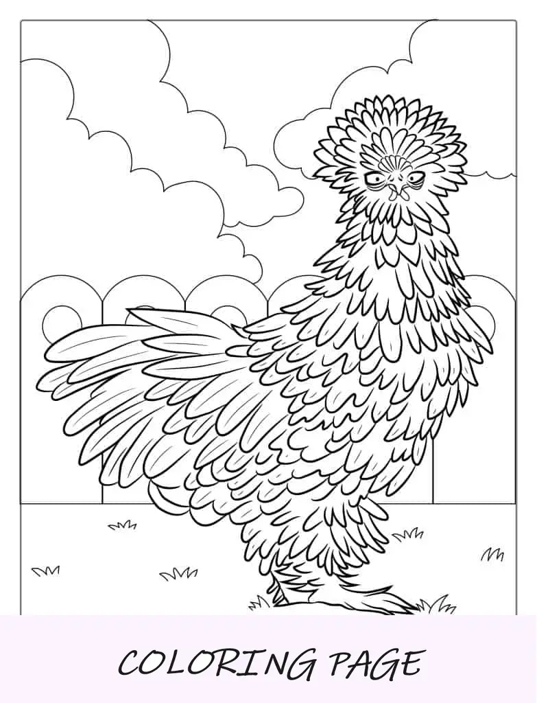 Página para colorear de un pollo Silkie