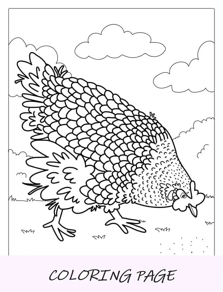 Hoja para colorear de pollo Plymouth Rock