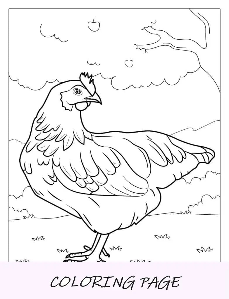 Pollo Rojo De Rhode Island Para Colorear