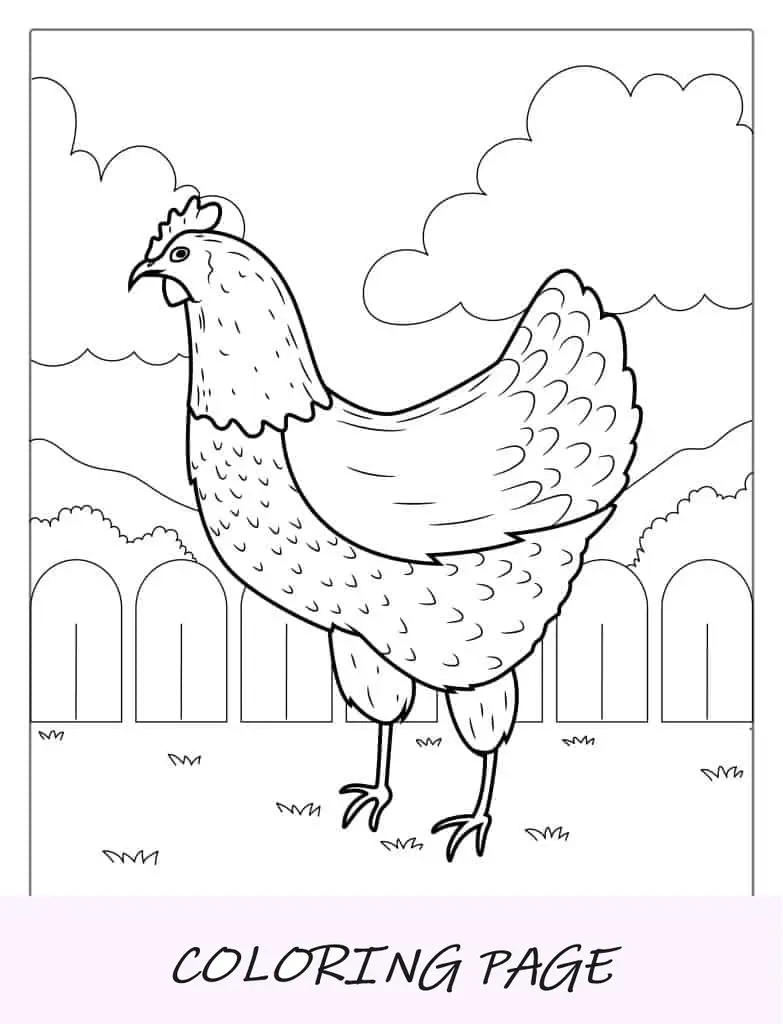 Esquema sencillo de un pollo de granja común