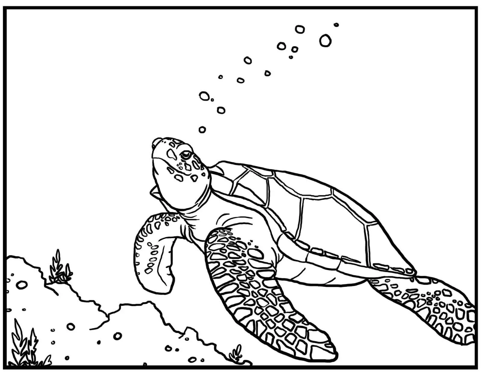 Sea Turtle Coloring Page2