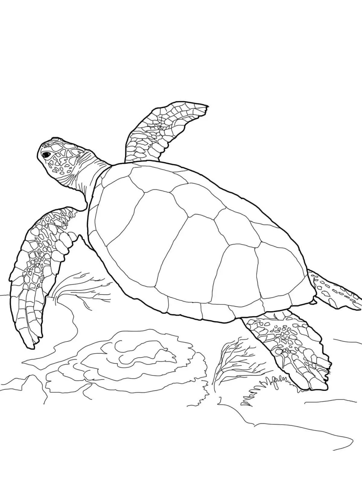 Realistic Sea Turtle Coloring Pages