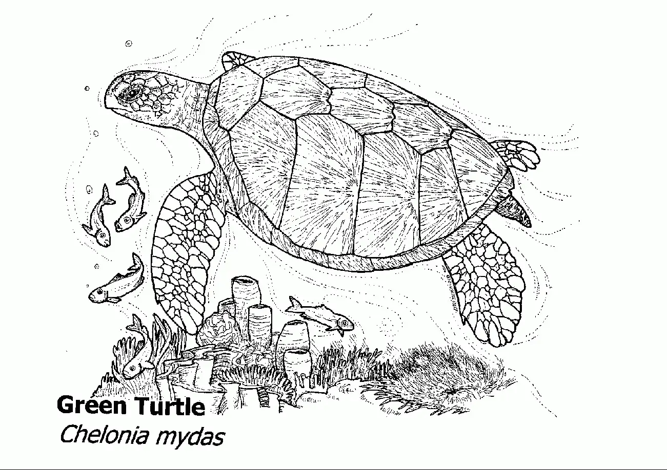 Underwater Sea Turtle Coloring Pages
