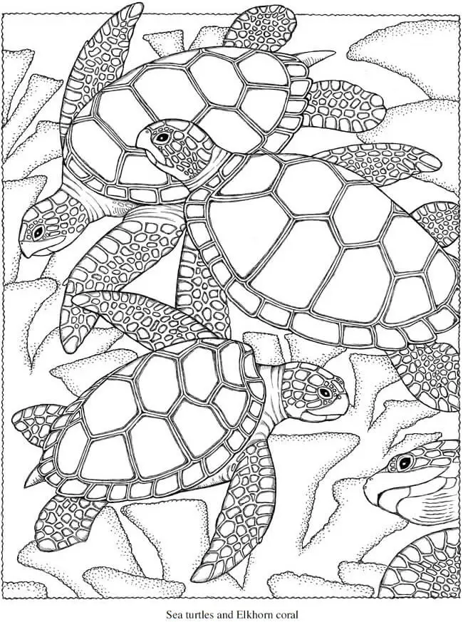 Sea Turtles And Coral Coloring Pages