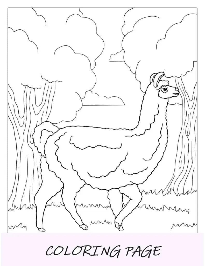 Página para colorir de uma lhama de aparência realista