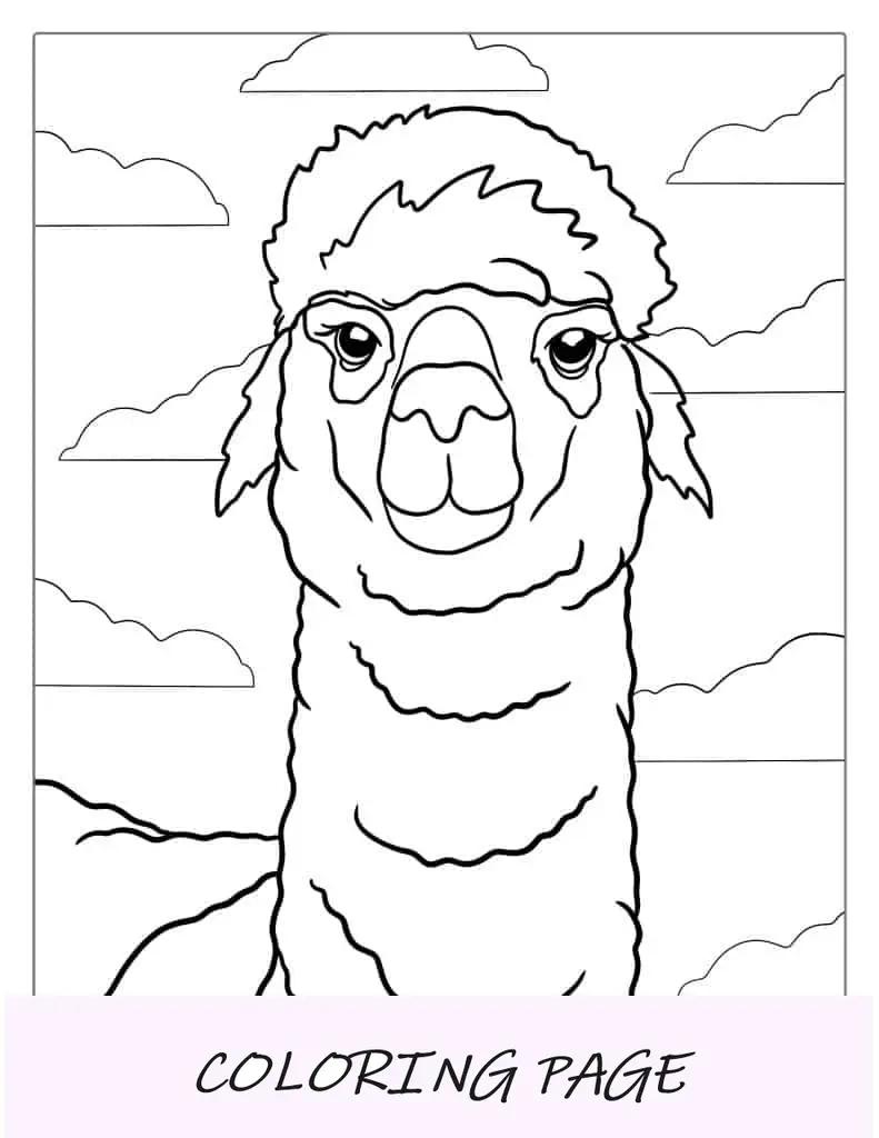 Folha para colorir rosto de lhama para crianças