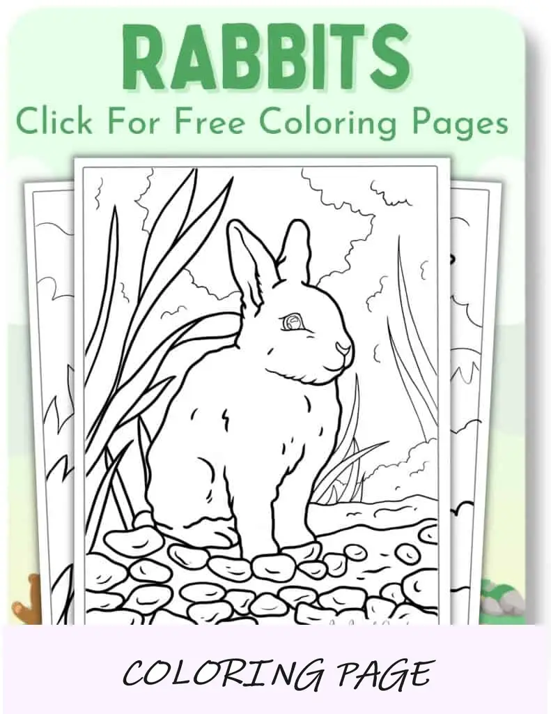 Desenhos para colorir de coelhos_