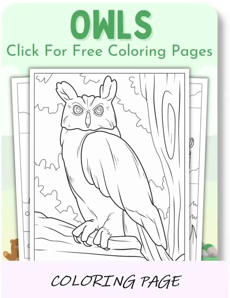 Desenhos para colorir de corujas___