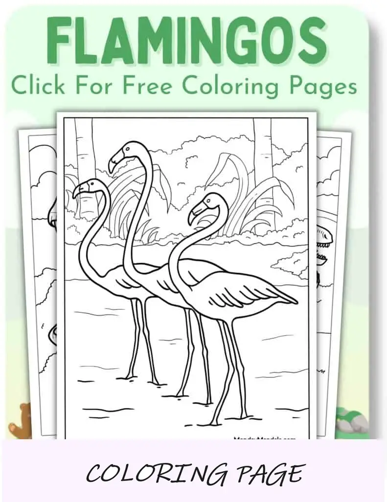 Desenhos para colorir de flamingos