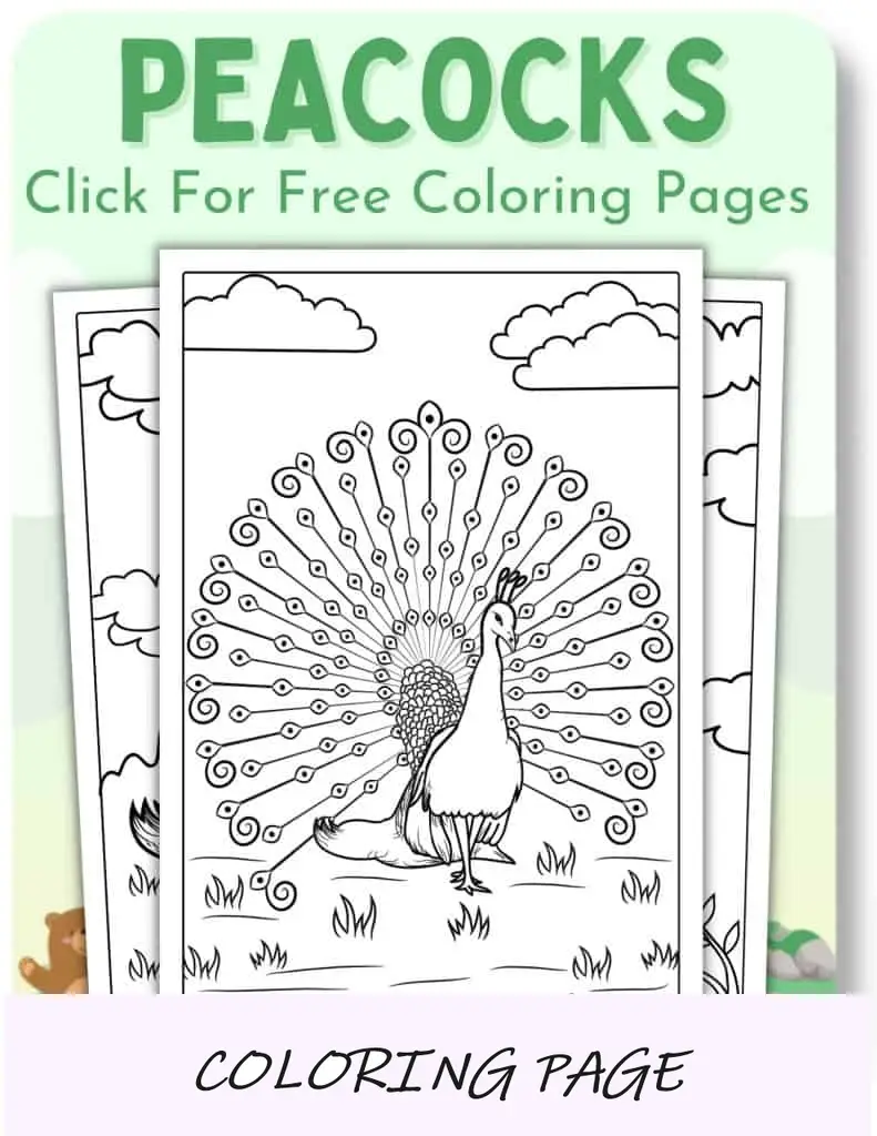 Desenhos para colorir de pavões_