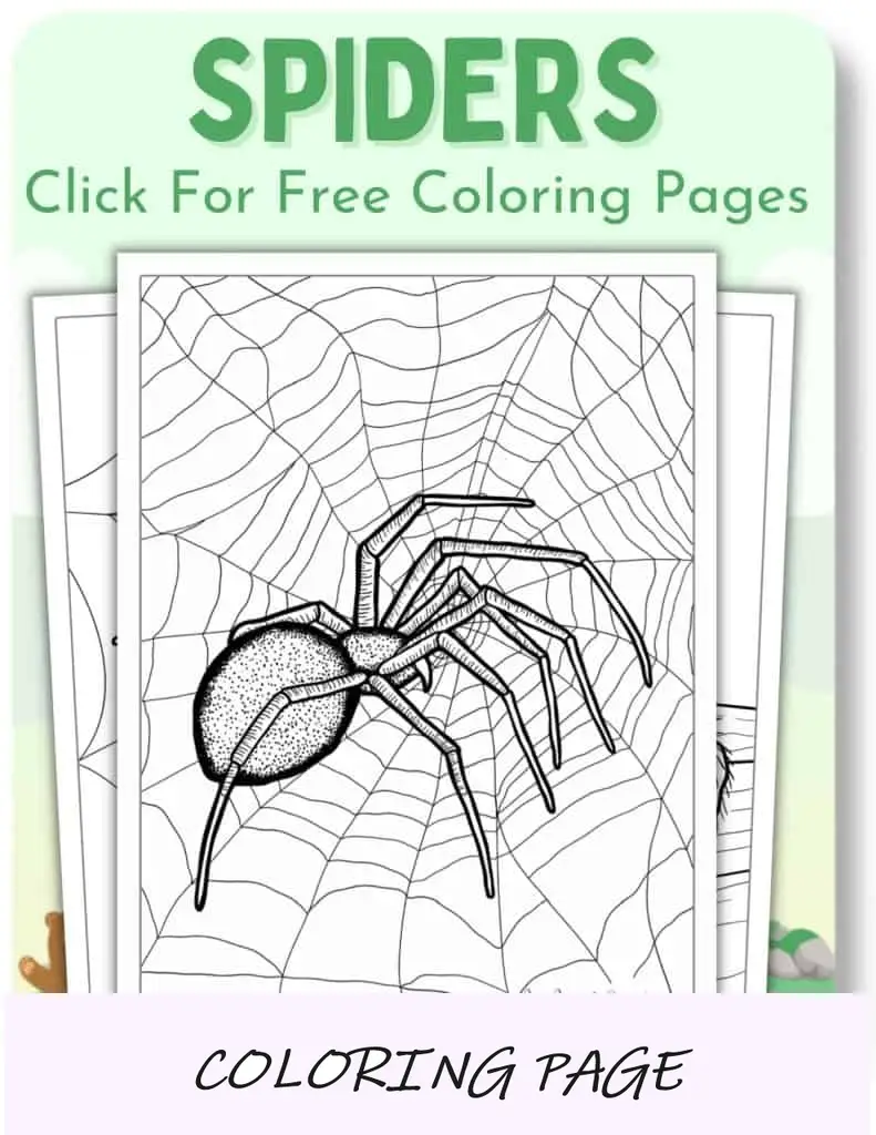 Desenhos para colorir de aranhas_