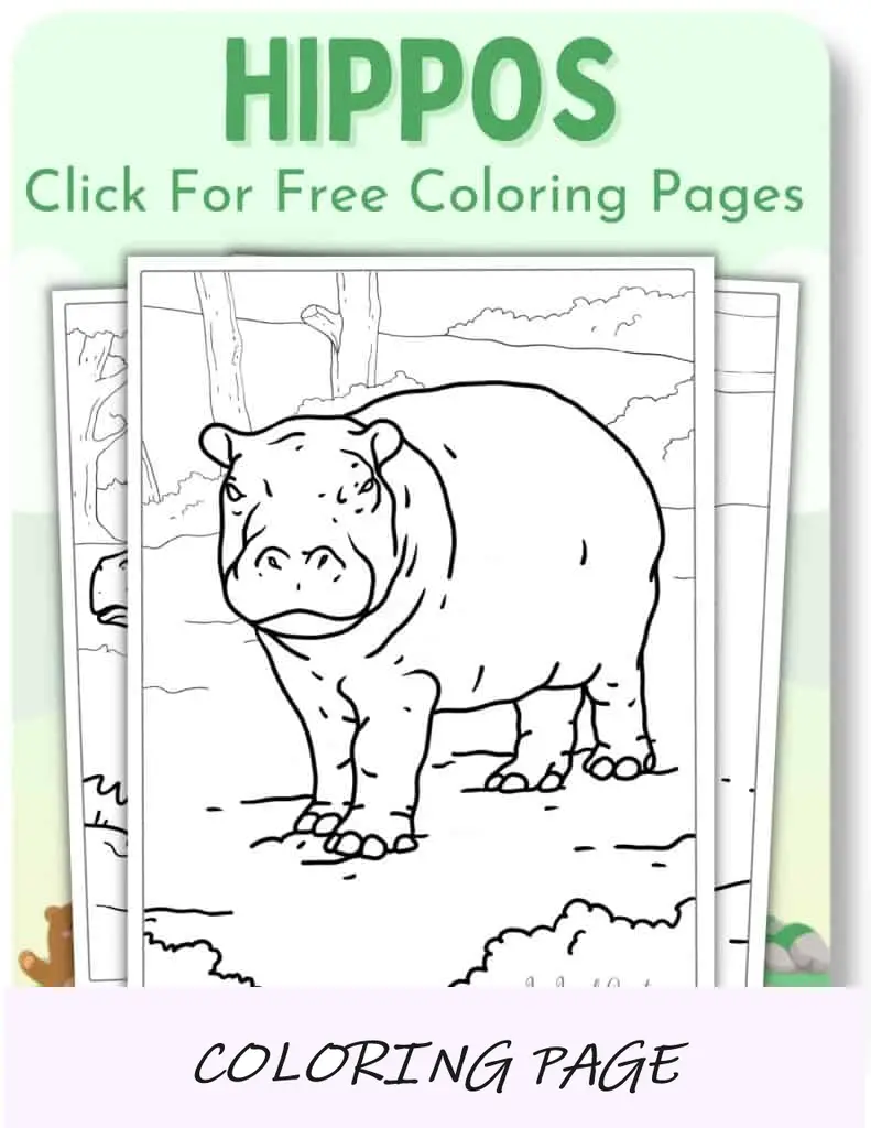 Desenhos para colorir de hipopótamos_