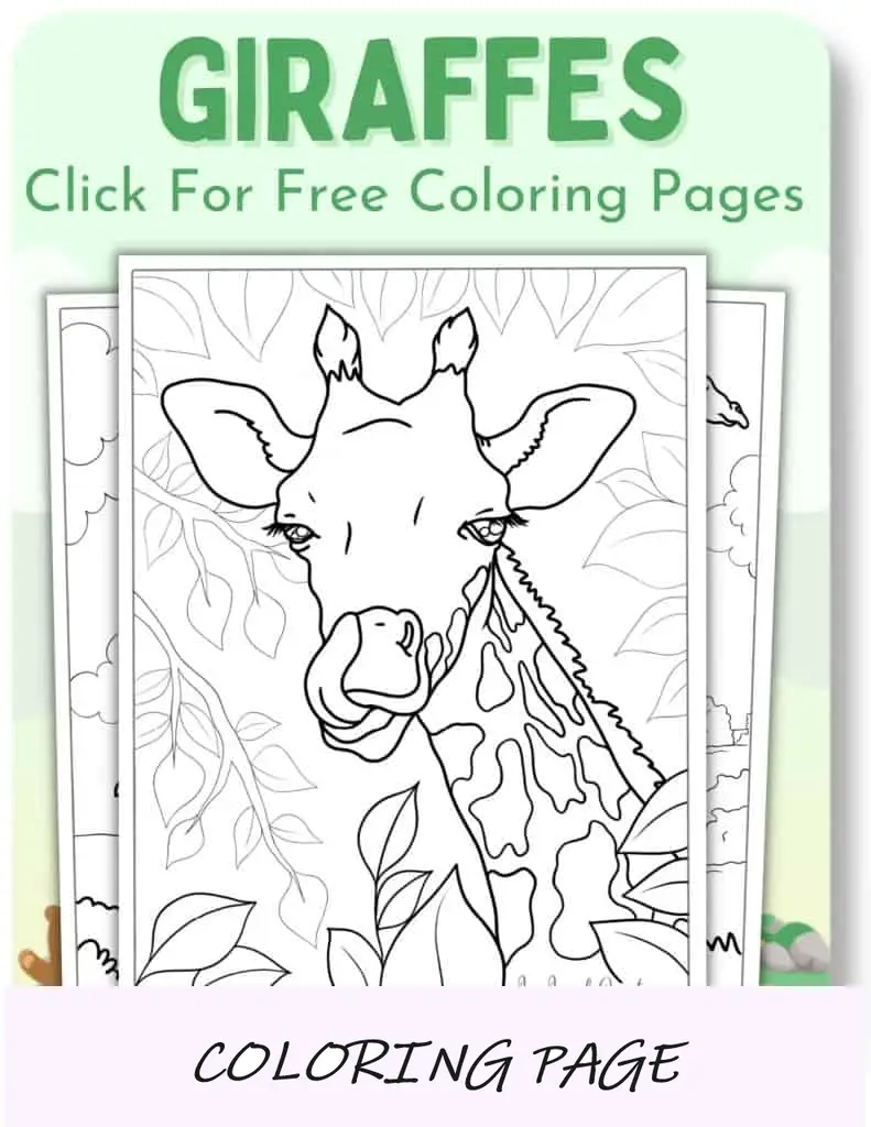 Desenhos para colorir de girafas_
