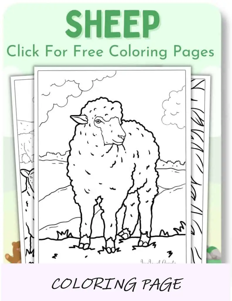 Desenhos para colorir de ovelhas_