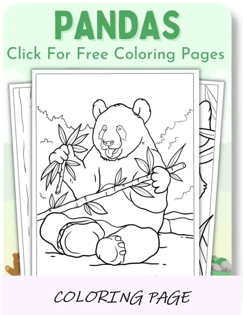 Desenhos para colorir de pandas_