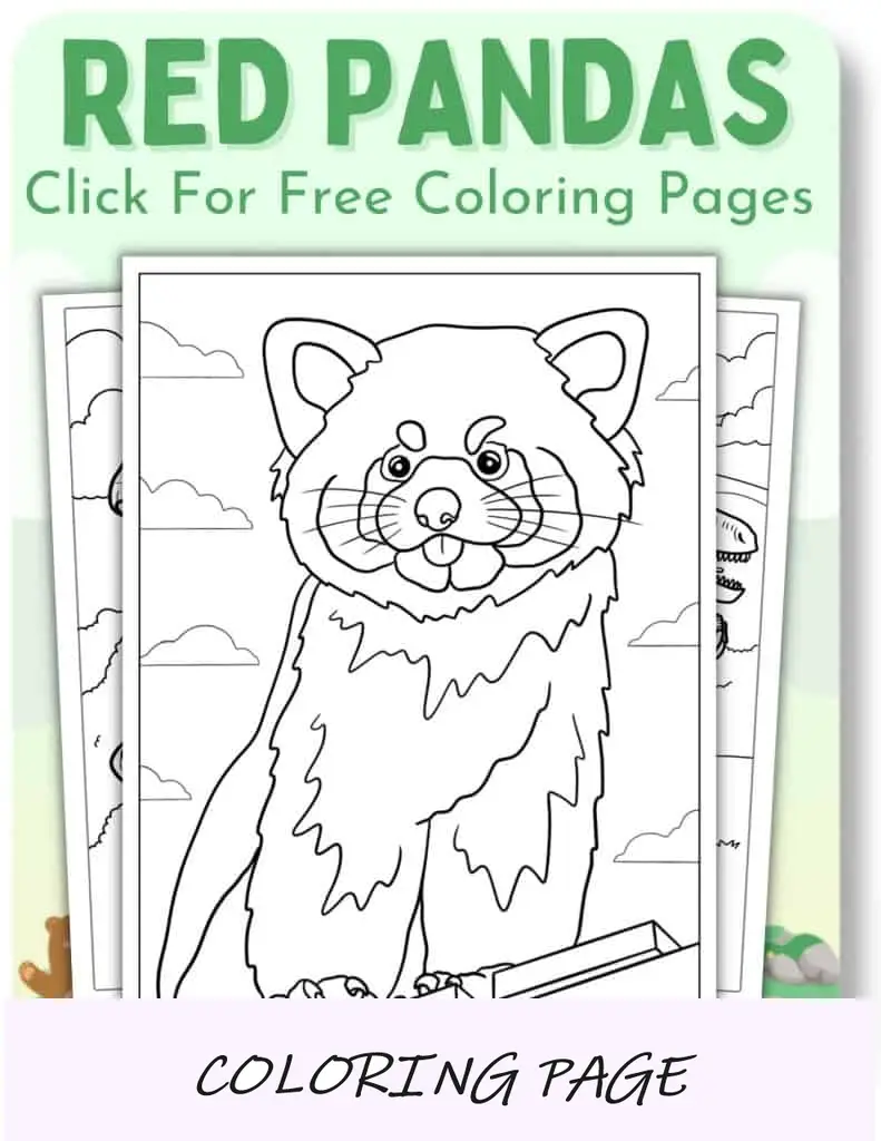 Desenhos para colorir de pandas vermelhos