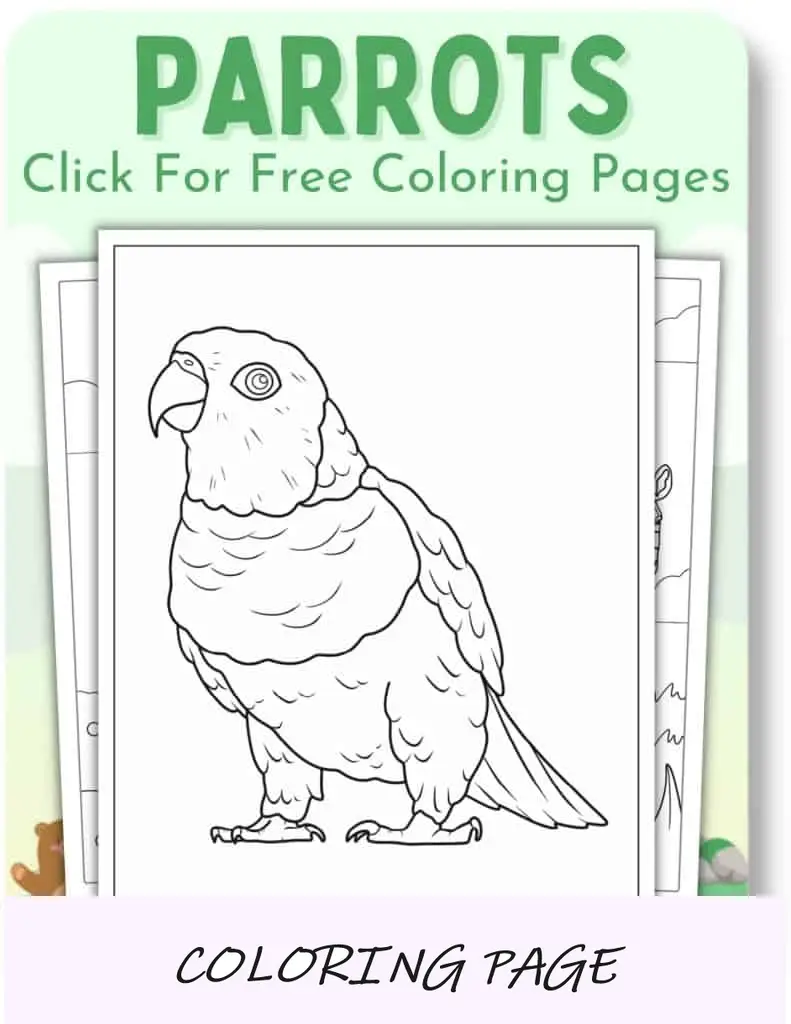 Desenhos para colorir de papagaios__