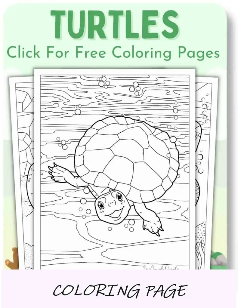 Desenhos para colorir de tartarugas_