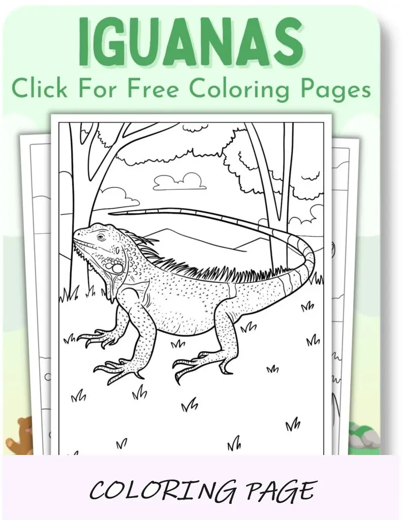 Desenhos para colorir de iguanas para animais