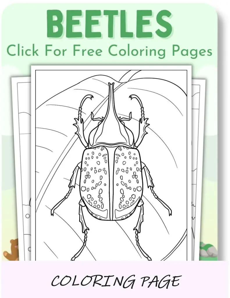 Desenhos para colorir de besouros para animais