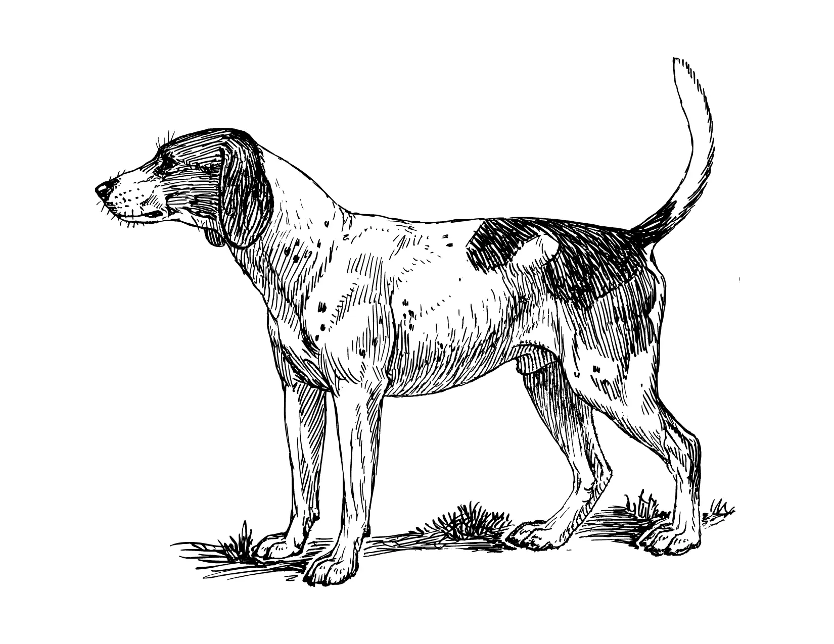 Realistic Hound Dog Coloring Page
