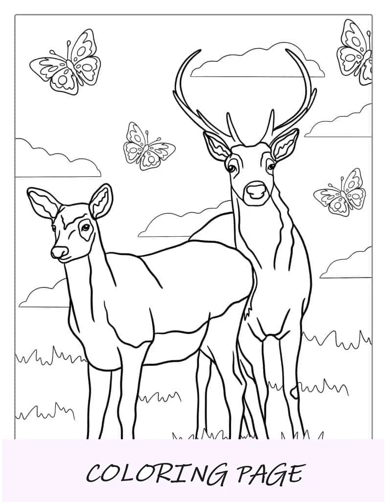 Pagina da colorare di cervi maschi e femmine