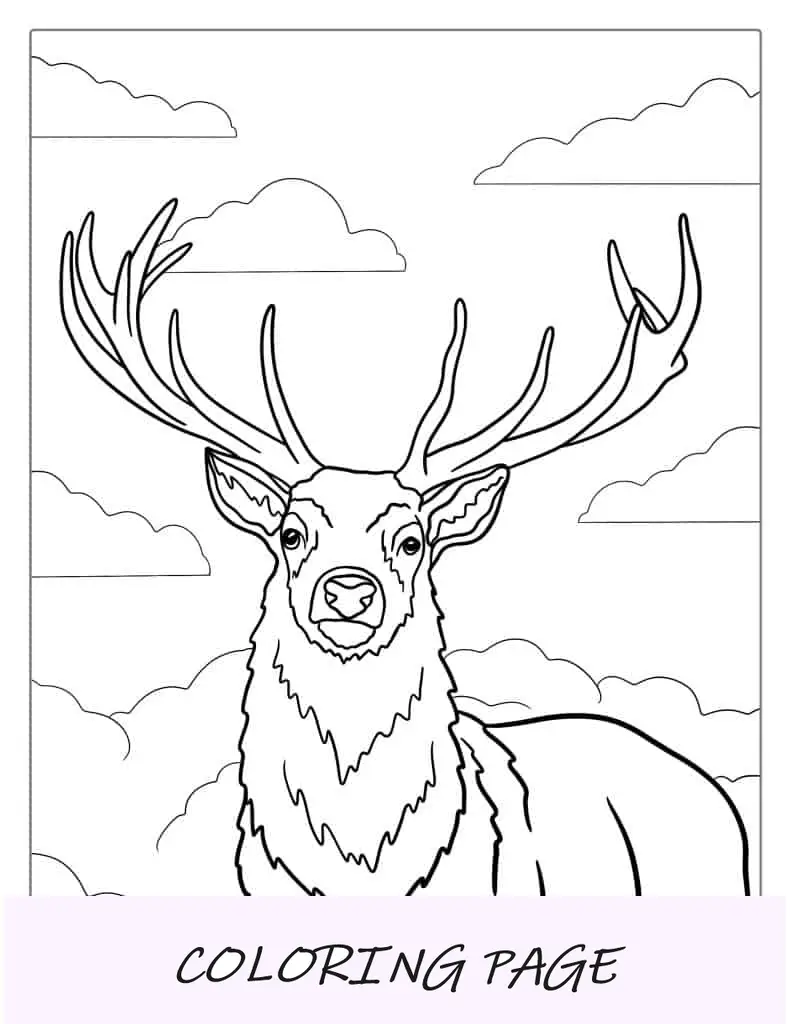 Buck Dalla Coda Bianca Con Corna Da Colorare