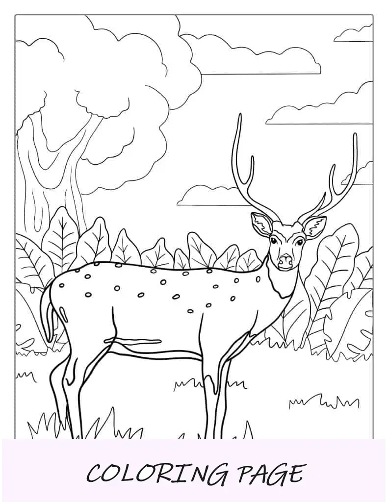 Pagina da colorare di Cervi Buck per bambini