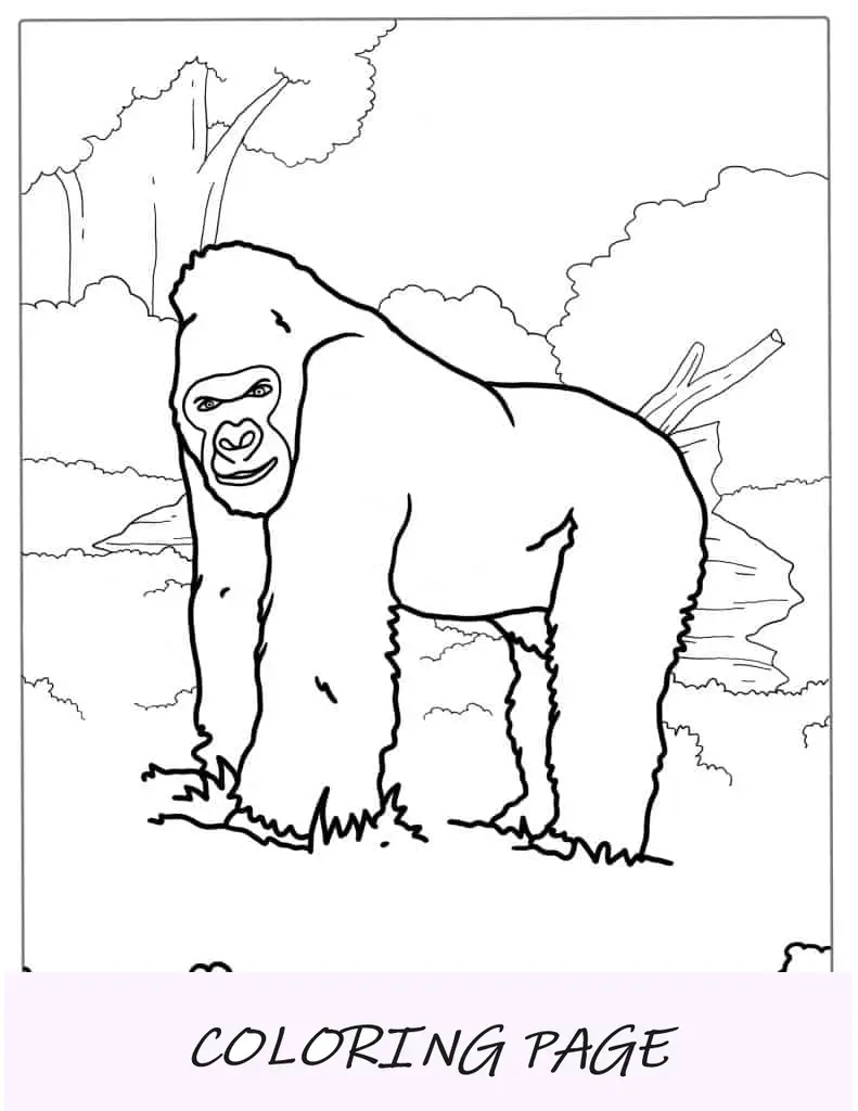 Folha para colorir Gorila Silverback