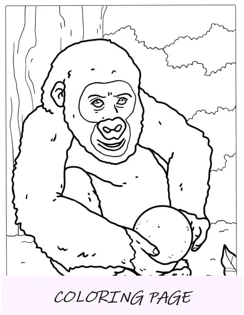 Página para colorir de um bebê gorila brincando com uma bola