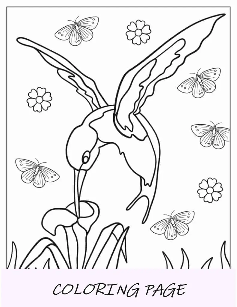 Folha para colorir simples de alimentação de beija-flor