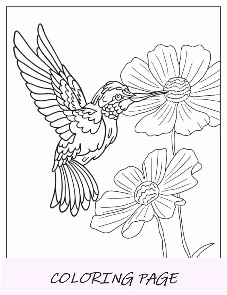 Página para colorir de beija-flor realista bebendo néctar de flores