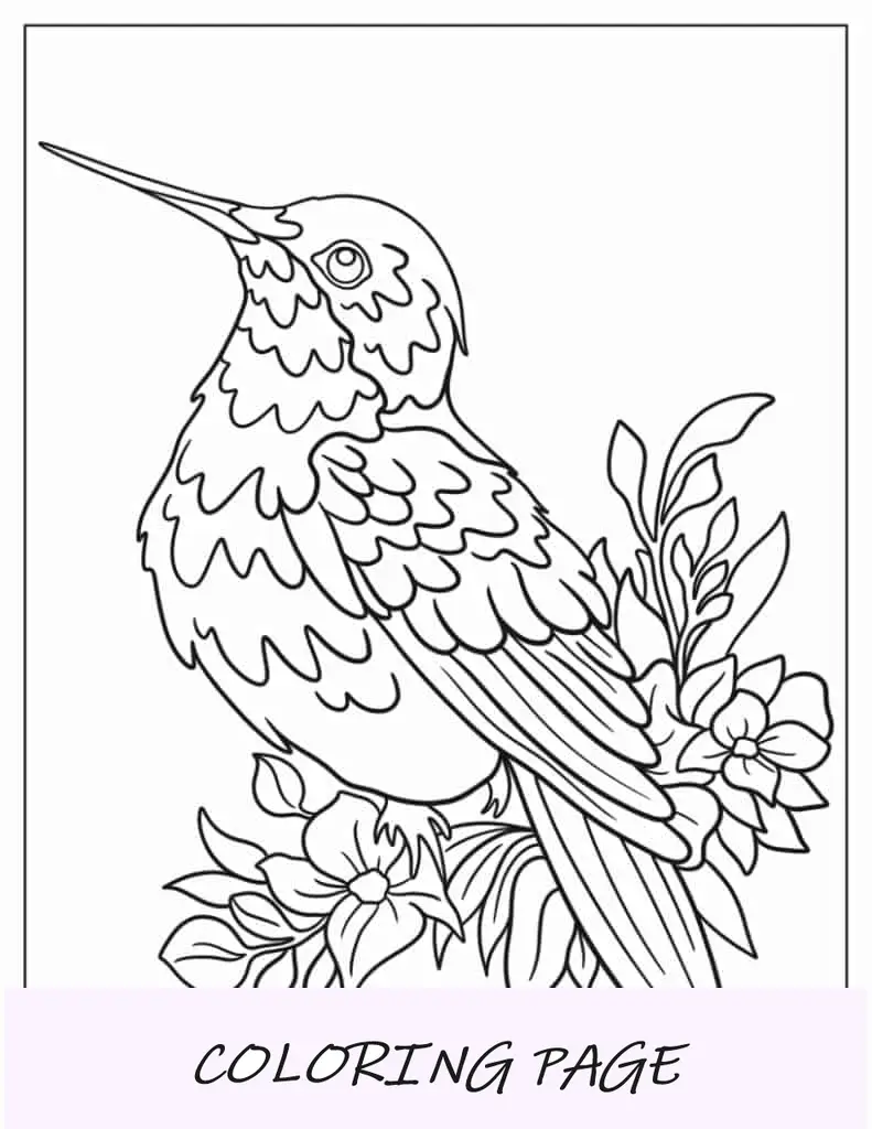 Folha para colorir de beija-flor empoleirado