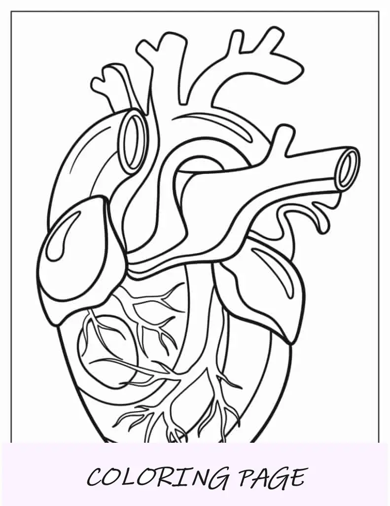 Hoja para colorear de corazón realista