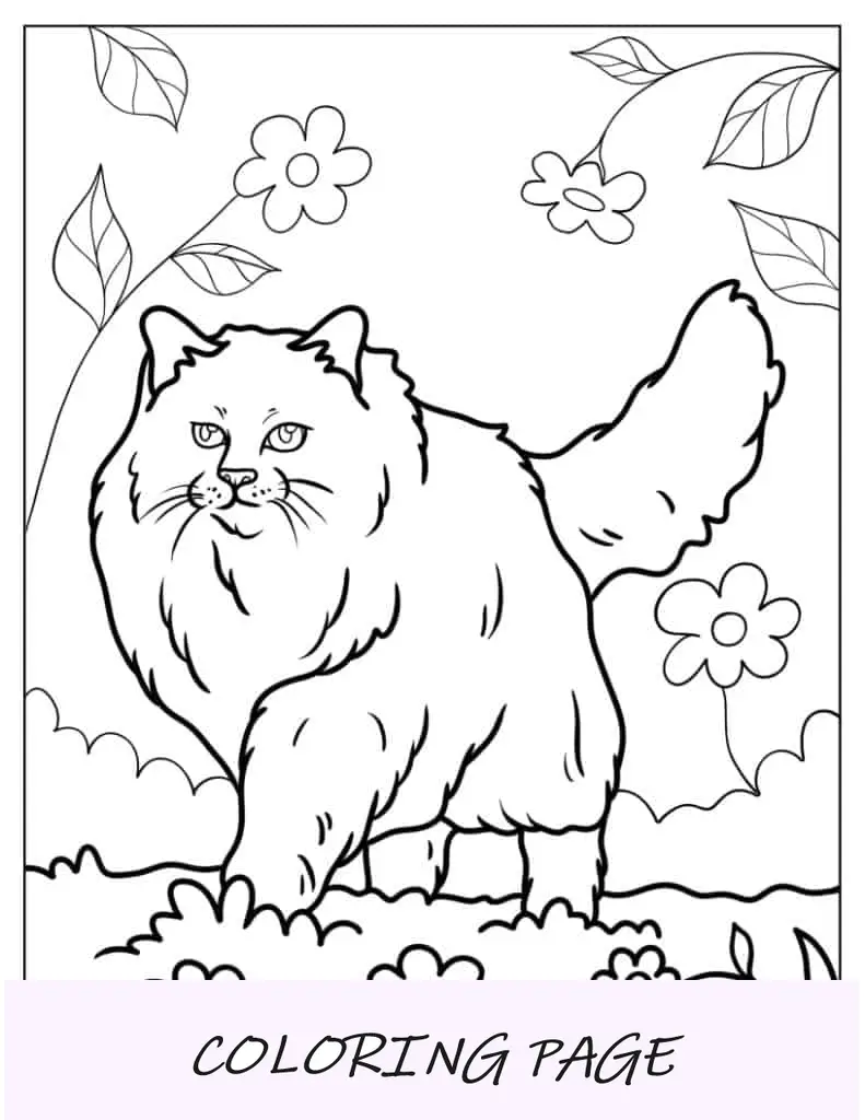 Gato siberiano caminhando em um campo de flores para colorir